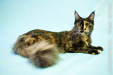 Кошка мейн-кун лежит на полимерном фоне и смотрит в кадр