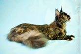 Кошка мейн-кун лежа, фото сбоку в профиль