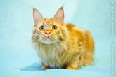 Янтарный взгляд рыжего кота мейн-кун