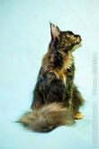 Фото сидящей кошки мейн-кун, морда в профиль