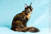 Домашняя кошка мейн-кун: красивая, спокойная добрая