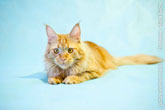 Фото лежащего рыжего кота мейн-кун