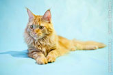 Фото портрет благородного кота мейн кун, лежащего на голубом фоне