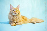Фото лежащего рыжего кота мейн-кун в студии на голубом фоне