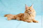 Фото лежащего рыжего кота мейн-кун в другой позе