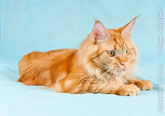 Студийное фото рыжего кота мейн-кун, лежа на голубом фоне