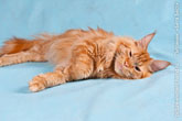 Фото балдеющего рыжего кота мейн-кун
