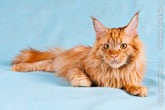 Фото лежащего рыжего кота мейн-кун, смотрящего в кадр