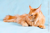 Фото рыжего кота мейн-кун, похожего на рысь с хвостом