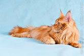 Фото милого рыжего кота мейн-кун, который лежит на голубом фоне