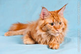 Фото внимательного взгляда рыжего кота мейн-кун