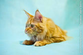 Голова рыжего кота мейн-кун - это да - красота