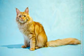 Фото рыжего кота мейн-кун с хвостом на голубом фоне в студии