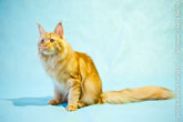Рыжий кот мейн-кун и его рыжий хвост