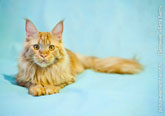 Рыжий кот мейн-кун - царь рыжих котов