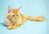 Фото лежащего задумчивого рыжего кота мейн-кун