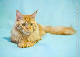 Красивый породистый кот мейн-кун янтарного цвета