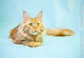Фото красивого кота мейн-кун рыжего окраса