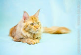 Фото спокойного рыжего кота мейн-кун