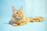 Фото портрет рыжего кота мейн-кун с янтарными глазами