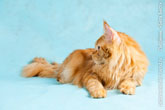 Породистый рыжий кот мейн-кун, фото профиль