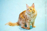 Рыжий кот породы мейн-кун в смешной позе