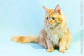 Милое фото рыжего кота мейн-кун