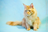 Хорошее фото доброго рыжего кота мейн-кун
