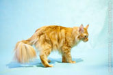 Рыжий кот породы мейн-кун, фото сбоку