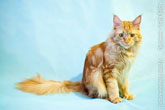 Фото сидящего рыжего кота мейн-кун