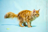 Фото рыжего кота менй-кун в смешной позе
