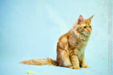 Фото спокойного кота мейн-кун окраса красный мрамор