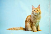 Фото сидящего рыжего кота мейн-кун, смотрящего в кадр