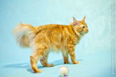 Фото недовольного рыжего кота мейн-кун, виляющего хвостом
