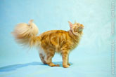 Фото рыжего кота мейн-кун сбоку с красивым пышным хвостом