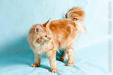 Фото рыжего взрослого котенка мейн-кун