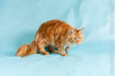 Фото притаившегося рыжего кота мейн-кун