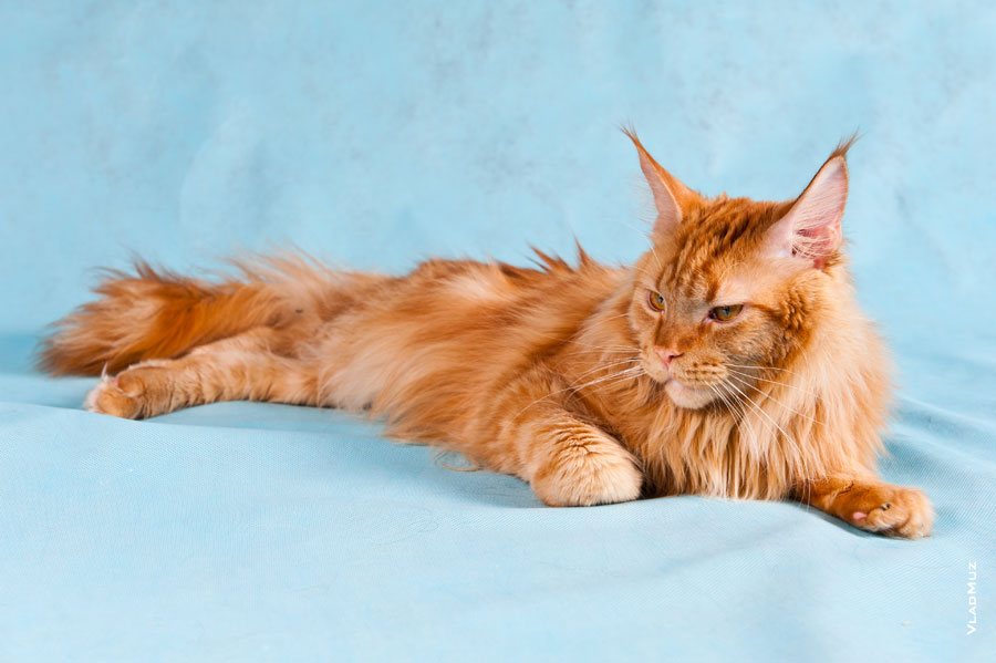 Фото лежащего на голубом фоне рыжего кота мейнкун в разрешении 4256 на 2832 пикселей. Здесь кот мейнкун похож на рысь с хвостом