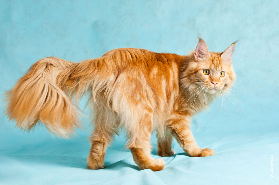 Фото рыжего кота мейнкун на голубом фоне в разрешении 3750 на 2500 пикселей