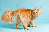 Фото рыжего кота мейнкун на голубом фоне в разрешении 3750 на 2500 пикселей. Фото демонстрирует пышный кошачий хвост