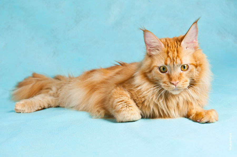 Фото лежащего кота мейнкун на голубом фоне в разрешении 4256 на 2832 пикселя