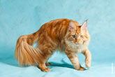 Фото динамичного рыжего кота мейнкун на голубом фоне в разрешении 3540 на 2360 пикселей