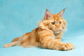 Фотографии котов и кошек мейнкун, 34 полноразмерные фото