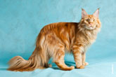 Фото кота мейнкун в разрешении 4000 на 2290 пикселей демонстрирует длинную густую шерсть