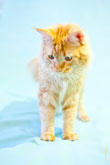 Фото рыжего кота мейнкун в светлой тональности