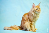 Фото сидящего рыжего кота мейнкун на голубом фоне в разрешении 4256 на 2832 пикселя