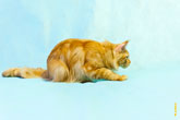 Фото кота мейнкун во время охоты в разрешении 4256 на 2832 пикселя