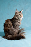 Фото кошки мейнкун с пышным хвостом в разрешении 2832 на 4256 пикселей