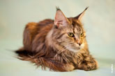Фото лежащей кошки мейнкун с разрешением 4256 на 2832 пикселя