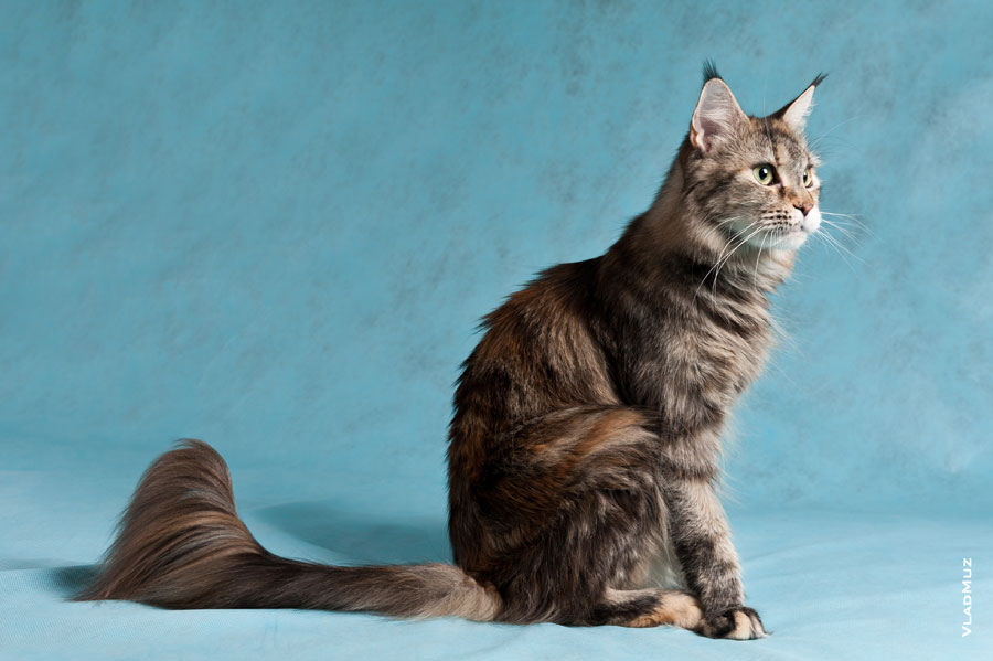 Фото сидящей на голубом фоне кошки мейнкун в разрешении 3930 на 2610 пикселей